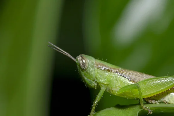 Kobylky Zelené Listy Takže Vzhled Harmonické Přírodou Životní Prostředí — Stock fotografie