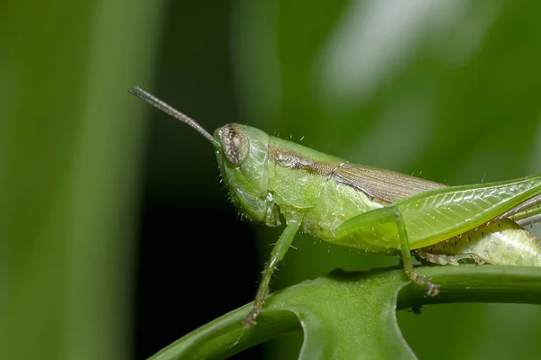 Grasshoppers Folhas Verdes Fazendo Olhar Harmonioso Com Natureza Ambiente Vivo — Fotografia de Stock