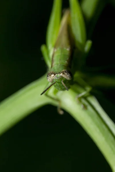 Ακρίδες Πράσινα Φύλλα Καθιστώντας Βλέμμα Αρμονική Φύση Και Περιβάλλον Διαβίωσης — Φωτογραφία Αρχείου
