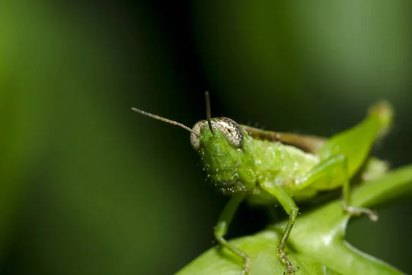 Sprinkhaan Bladeren — Stockfoto