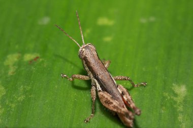 Çekirge yaprakların üzerine kahverengi renk ile