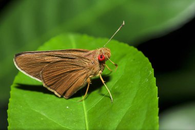 Matapa aria yaprakların üzerine bir kelebek Hesperiidae ailesindeki olduğunu