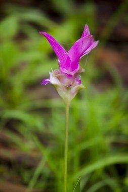 Curcuma sessili pembe güzel yağışlı sezon çiçeklenme