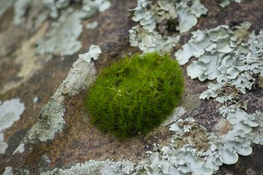 Bir ağaç kabuğu nem ile yosun yanıyor.