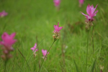 Curcuma sessili çiçek açan pembe Tayland yağışlı sezon var. Chaiyaphum