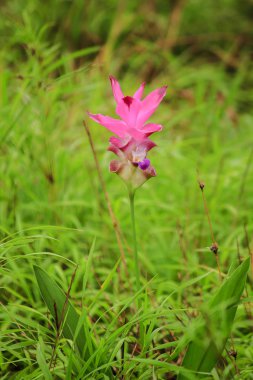 Curcuma sessili pembe güzel çiçek