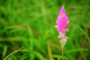 Curcuma sessili pembe güzel çiçek