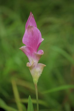 Curcuma sessili pembe güzel çiçek