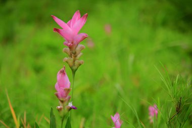 Curcuma sessili pembe güzel çiçek