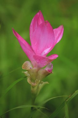 Curcuma sessili pembe güzel çiçek