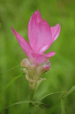 Curcuma sessili pembe güzel çiçek