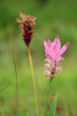 Curcuma sessili pembe güzel çiçek