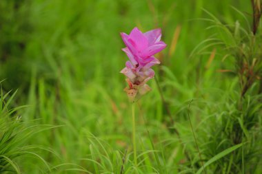 Curcuma sessili pembe güzel yağışlı sezon çiçeklenme