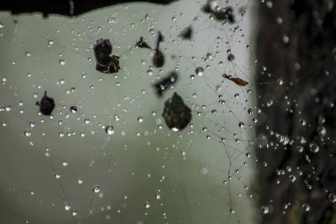Örümcek ağları üzerinde su damlaları