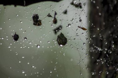 Örümcek ağları üzerinde su damlaları