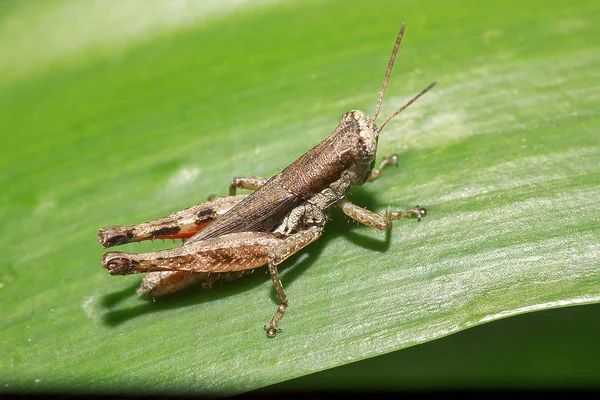 Heuschrecke Mit Brauner Farbe Auf Den Blättern — Stockfoto