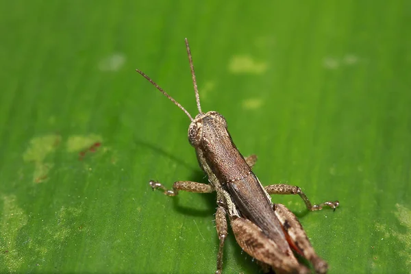 Grasshopper Com Cor Marrom Nas Folhas — Fotografia de Stock