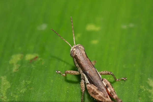 Grasshopper Com Cor Marrom Nas Folhas — Fotografia de Stock