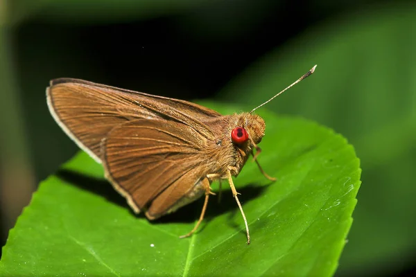 Matapa Aria Yaprakların Üzerine Bir Kelebek Hesperiidae Ailesindeki Olduğunu — Stok fotoğraf