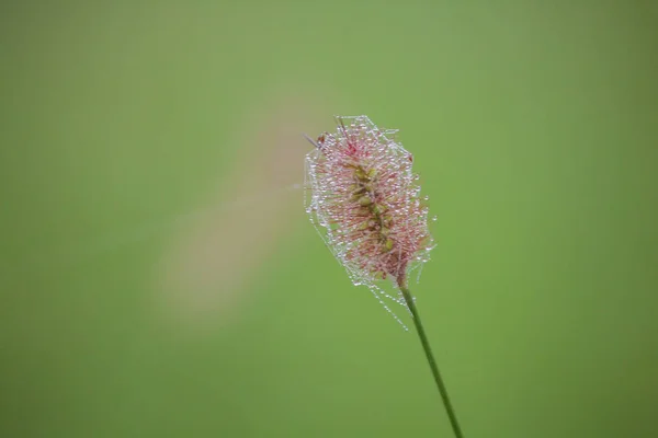 梅雨の時期に花粉の水滴します — ストック写真