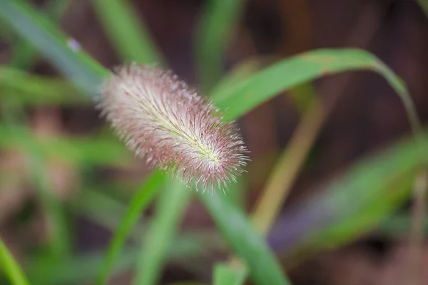 梅雨の季節の朝草の花粉の水の低下 — ストック写真