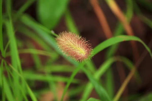 梅雨の季節の朝草の花粉の水の低下 — ストック写真