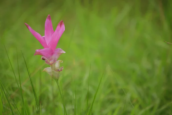 Curcuma sessili çiçek açan pembe Tayland yağışlı sezon var. Chaiyaphum