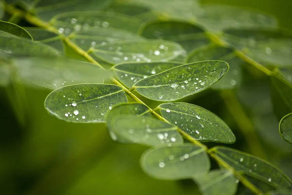 Gotas Agua Las Hojas —  Fotos de Stock