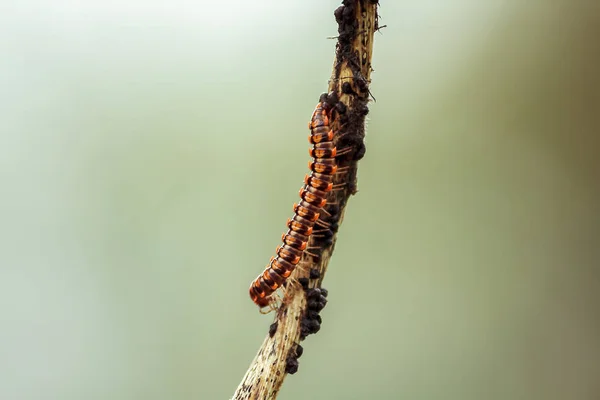 Επίπεδη Backed Millipedes Στα Κλαδιά — Φωτογραφία Αρχείου