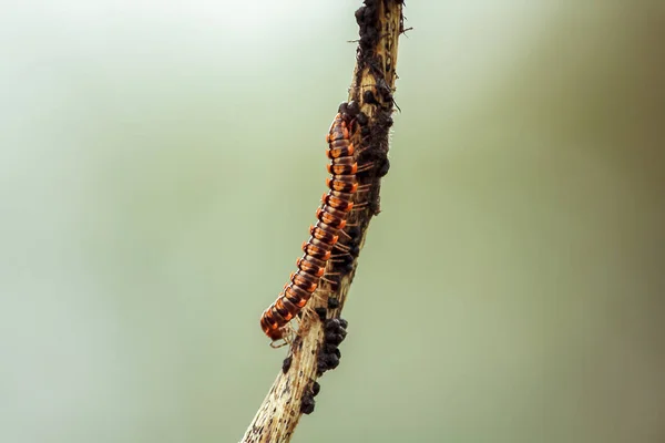 Flat Backed Millipedes Branches — Stock Photo, Image