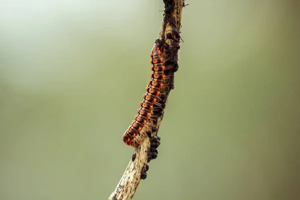 Flat-backed millipedes on branches