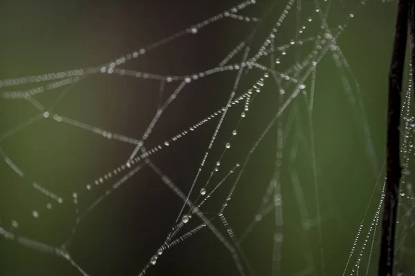 Drops Water Spider Webs — Stock Photo, Image