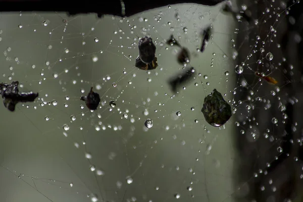 Drops Water Spider Webs — Stock Photo, Image
