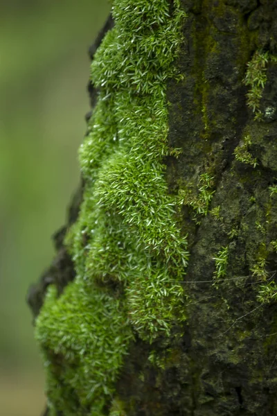 Musgo Verde Árvores Natureza Com Umidade — Fotografia de Stock