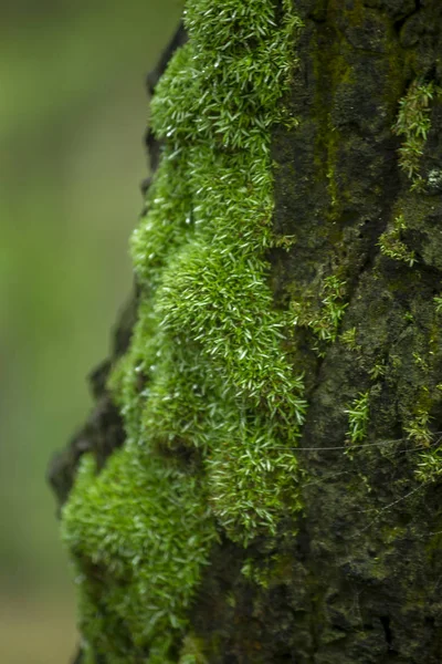 Moss Green Trees Nature Moisture — Stock Photo, Image