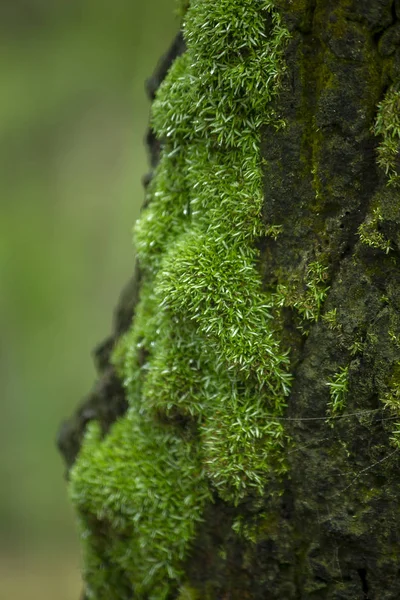 Vert Mousse Sur Les Arbres Dans Nature Avec Humidité — Photo