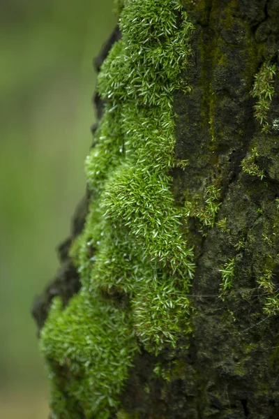 Moss Verde Los Árboles Naturaleza Con Humedad — Foto de Stock