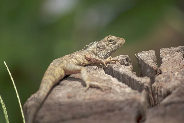 Caméléon Sur Bois Sec — Photo