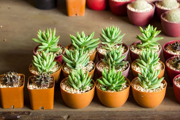 Cactus Pots Placed Floor — Stock Photo, Image