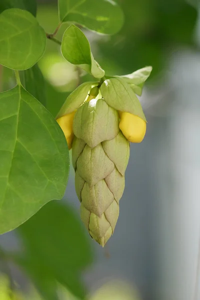 Gmelina Philippensis Ist Ein Strauch — Stockfoto