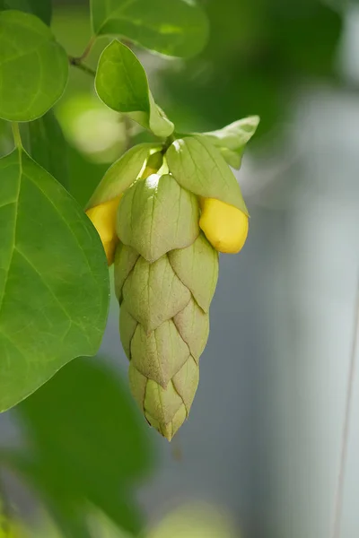 Gmelina Philippensis Ist Ein Strauch — Stockfoto