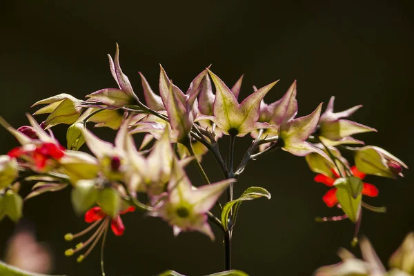 Clerodendrum Speciosum Dombr Red Purple Sunpopularly Planted Wooden Arch — Stock Photo, Image