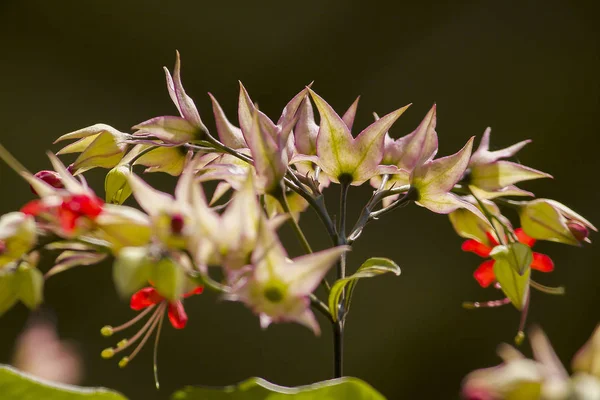 Clerodendrum Speciosum Dombr Red Purple Sunpopularly Planted Wooden Arch — Stock Photo, Image