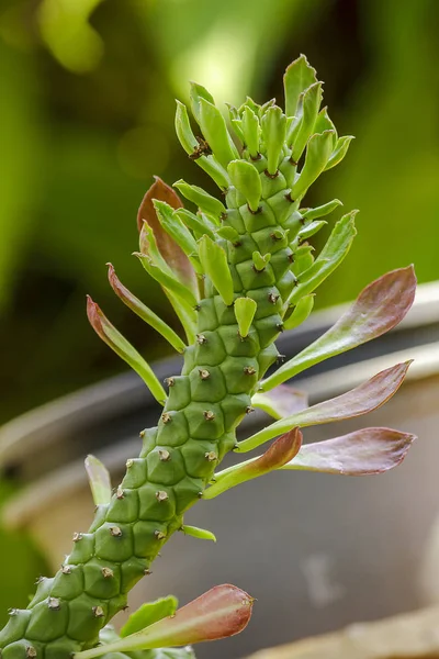 鼠尾巴仙人掌是一种吉祥美丽的树仙人掌植物 — 图库照片