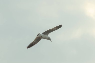 Kahverengi başlı martı gökyüzünde uçuyor