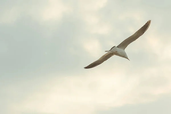 Gaivota Cabeça Castanha Voa Céu — Fotografia de Stock