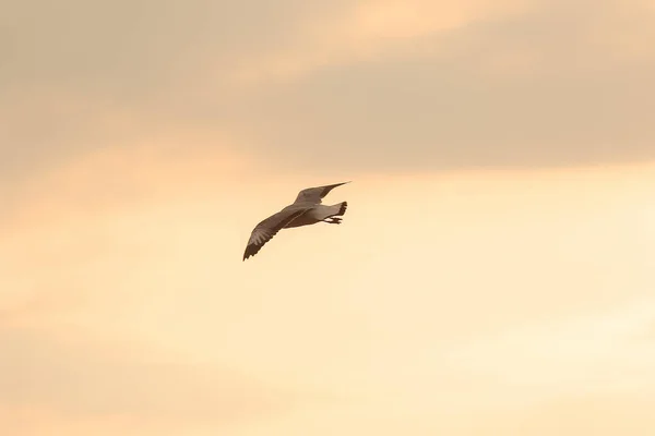 Braunkopfmöwe Fliegt Himmel — Stockfoto