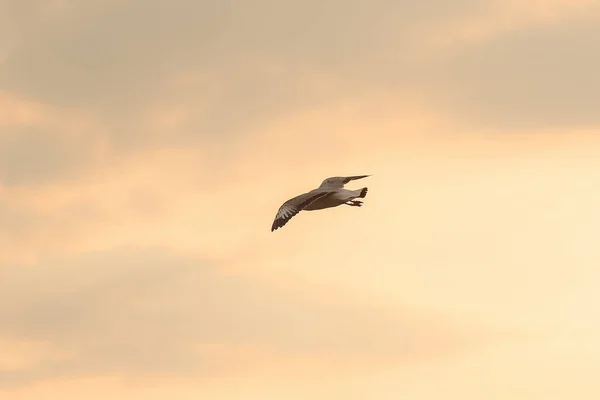 Brown Headed Gull Flying Sky — Stock Photo, Image