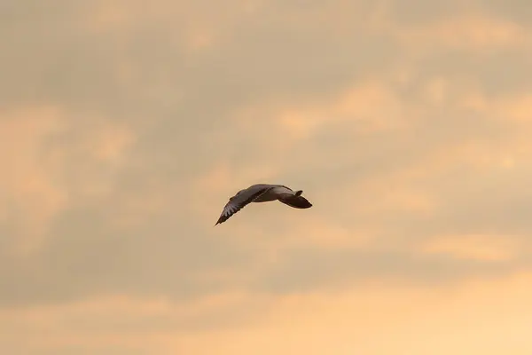 Ξεροκέφαλος Γλάρος Πετάει Στον Ουρανό — Φωτογραφία Αρχείου