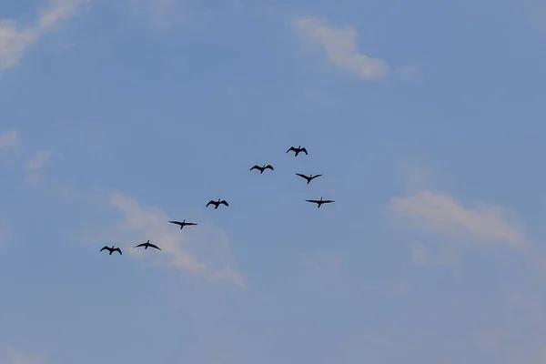 Petit Cormoran Volant Dans Ciel — Photo